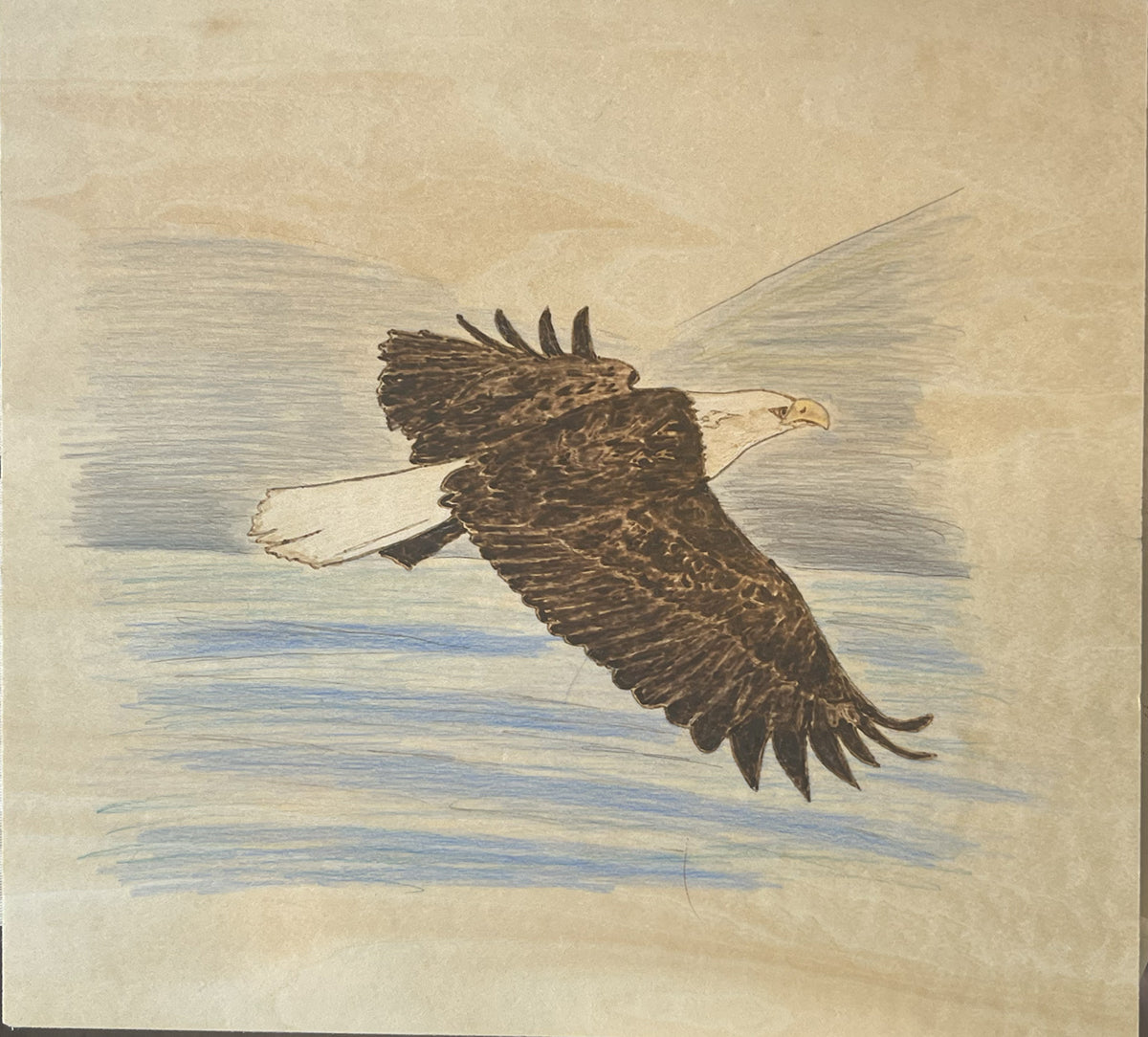 Bald Eagle