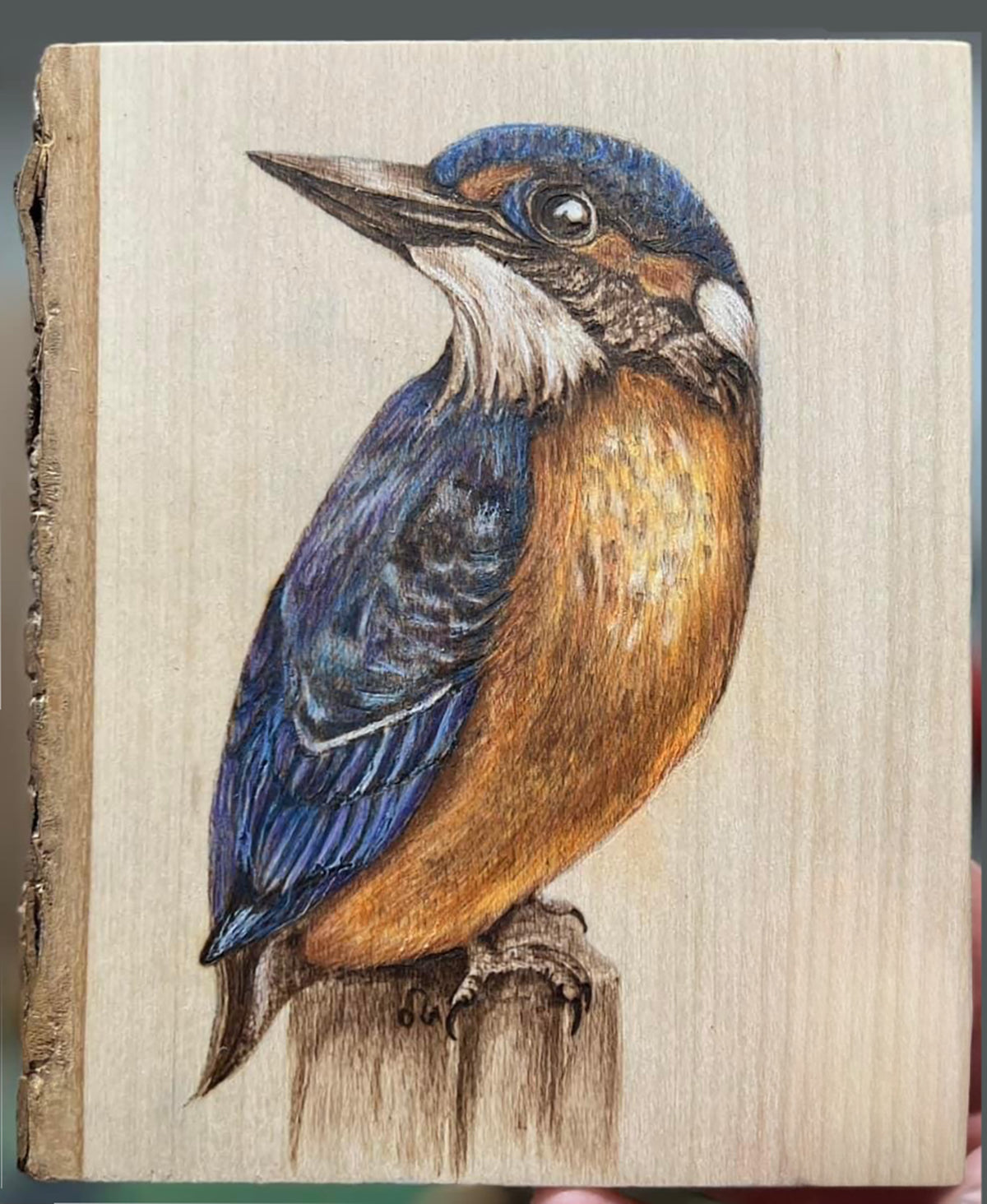 Sapphire Wing captures the Kingfisher perched with quiet intensity