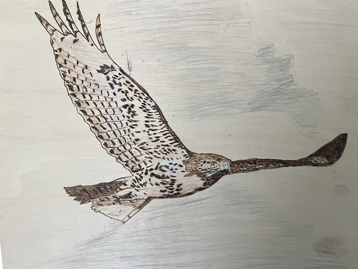 This Rough-legged HawkÕs mottled whites and browns emerge through fire and shadow