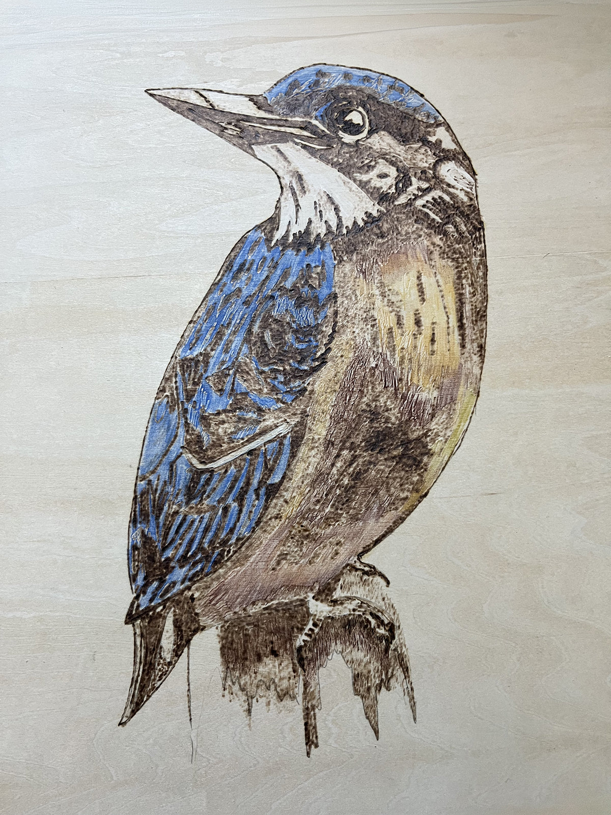 Kingfisher